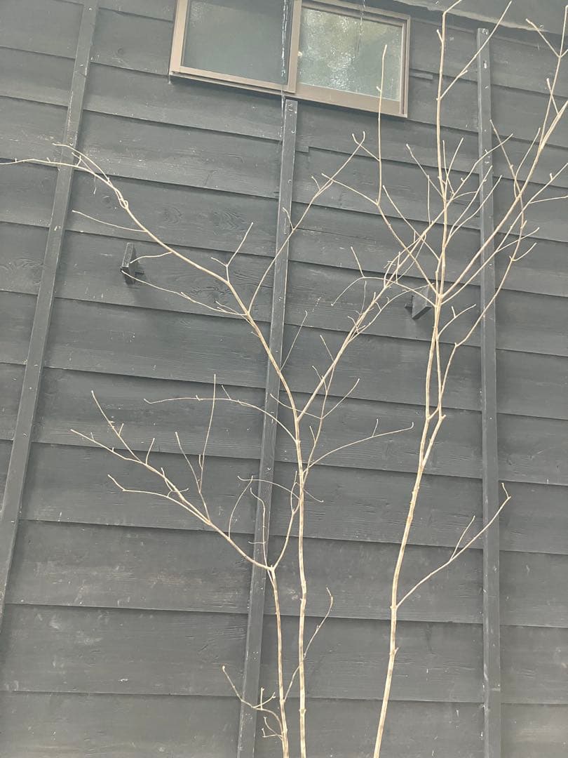 9 山採り　アオダモ