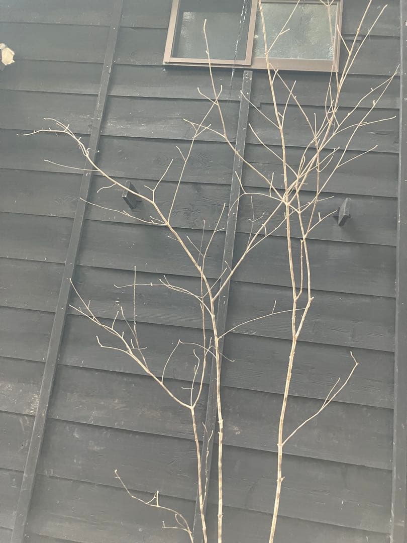 9 山採り　アオダモ