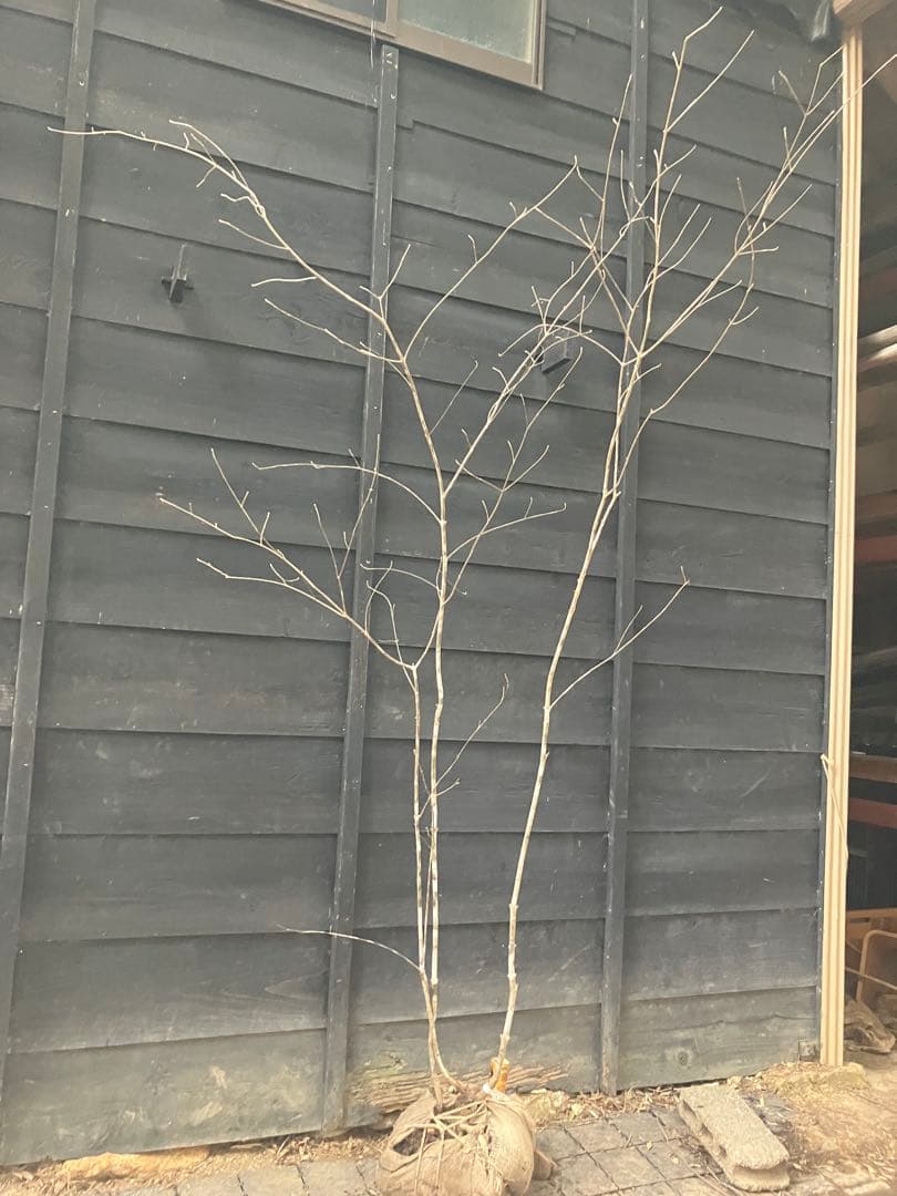 9 山採り　アオダモ