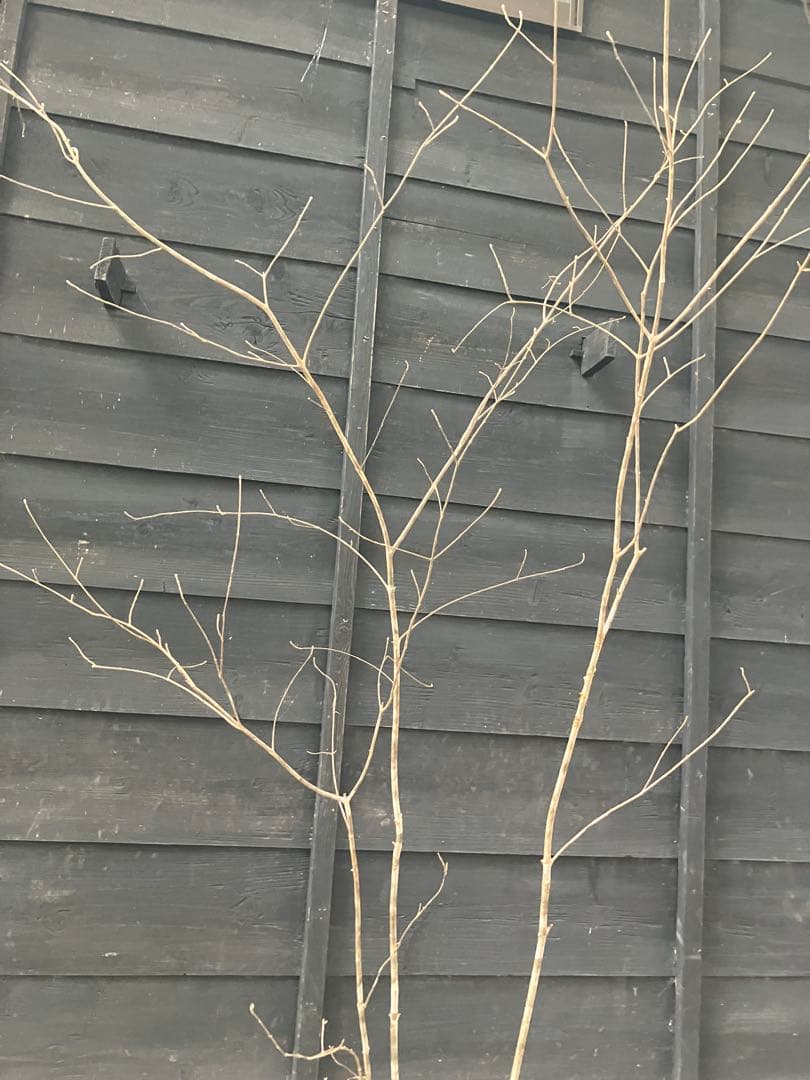 9 山採り　アオダモ