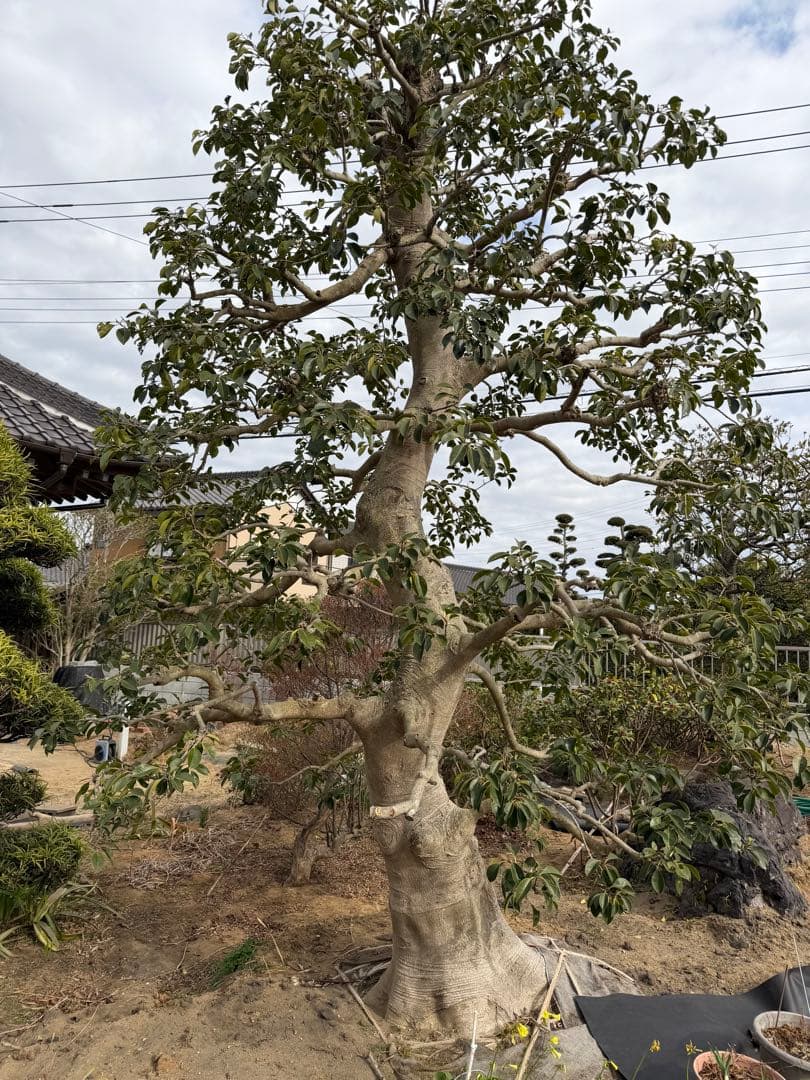 モチノキ　常緑樹 約3.5m 高さ