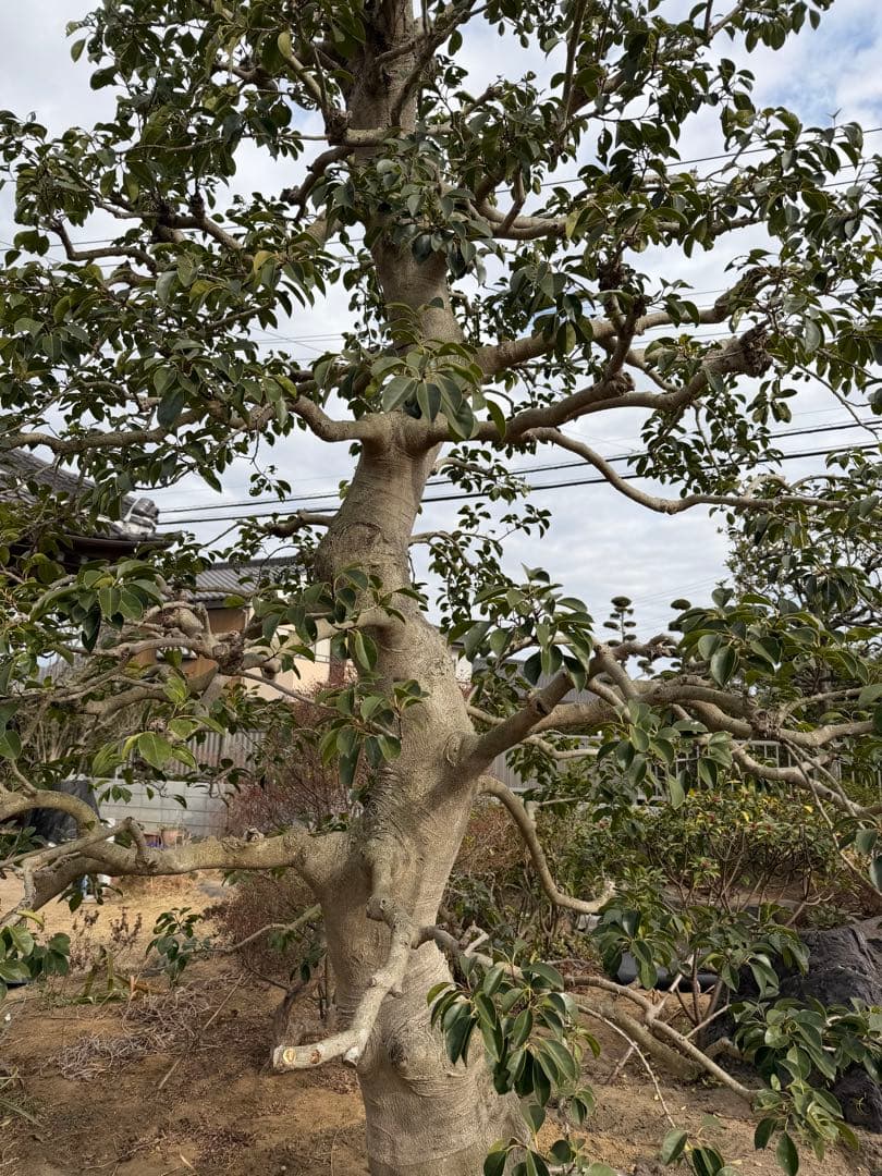 モチノキ　常緑樹 約3.5m 高さ