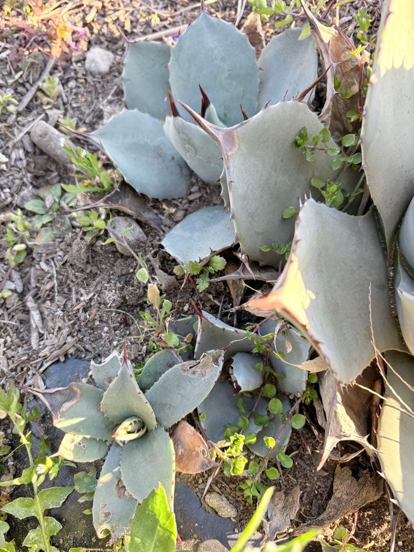 アガベ　吉祥天　3子株付き　①