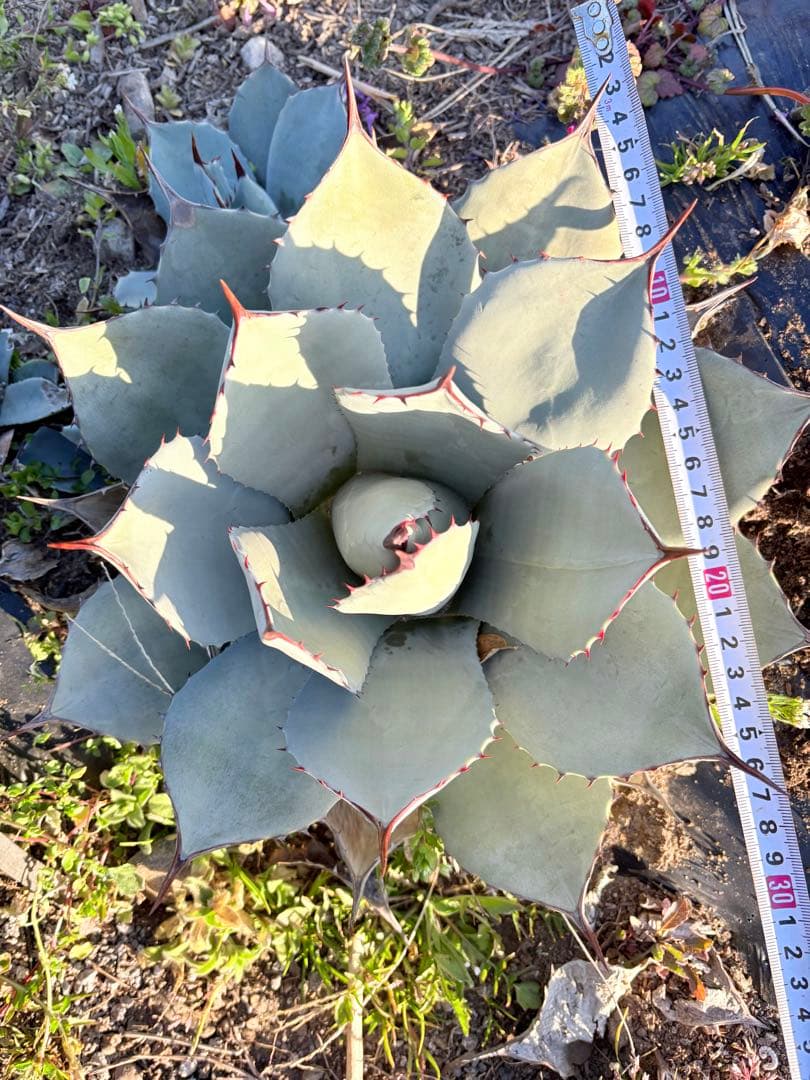 アガベ　吉祥天　3子株付き　①