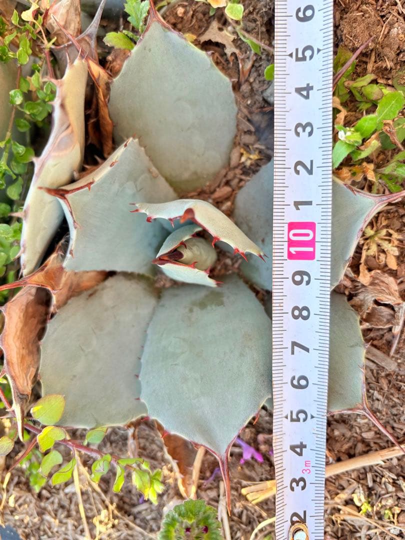 アガベ　吉祥天　3子株付き　①