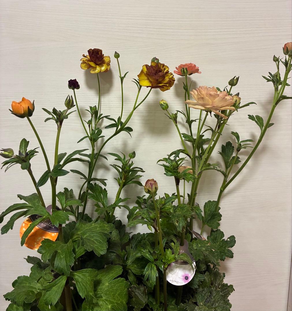 ラナンキュラスラックス　５号鉢　サティロス　ガラテア　エリス　ヘスティア