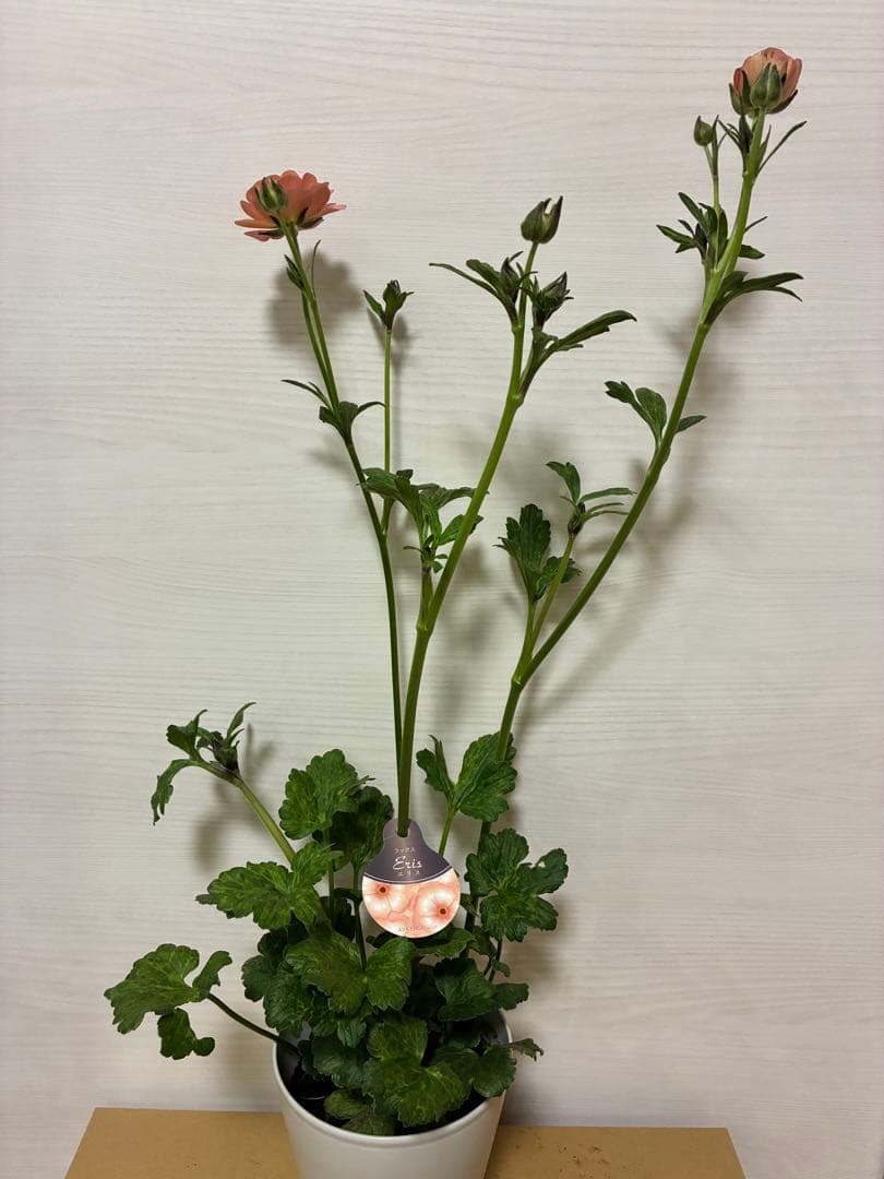 ラナンキュラスラックス　５号鉢　サティロス　ガラテア　エリス　ヘスティア