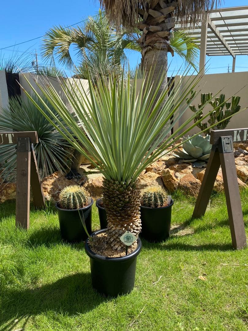 フ*ミ様 マルデヌベスver.リギダ　分頭