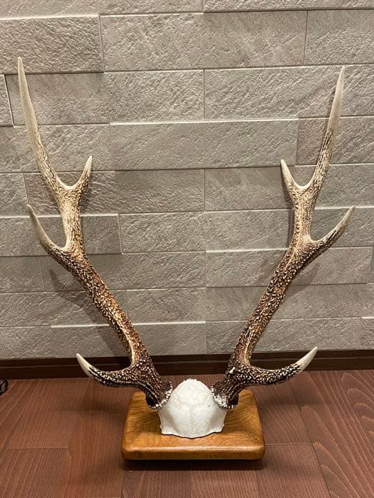鹿の角 シンメトリー高め インテリア 置物