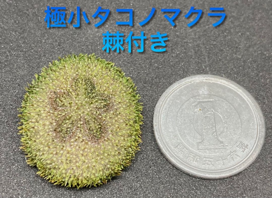 極小タコノマクラ　棘皮動物 ウニ カシパン たこのまくら　棘付き