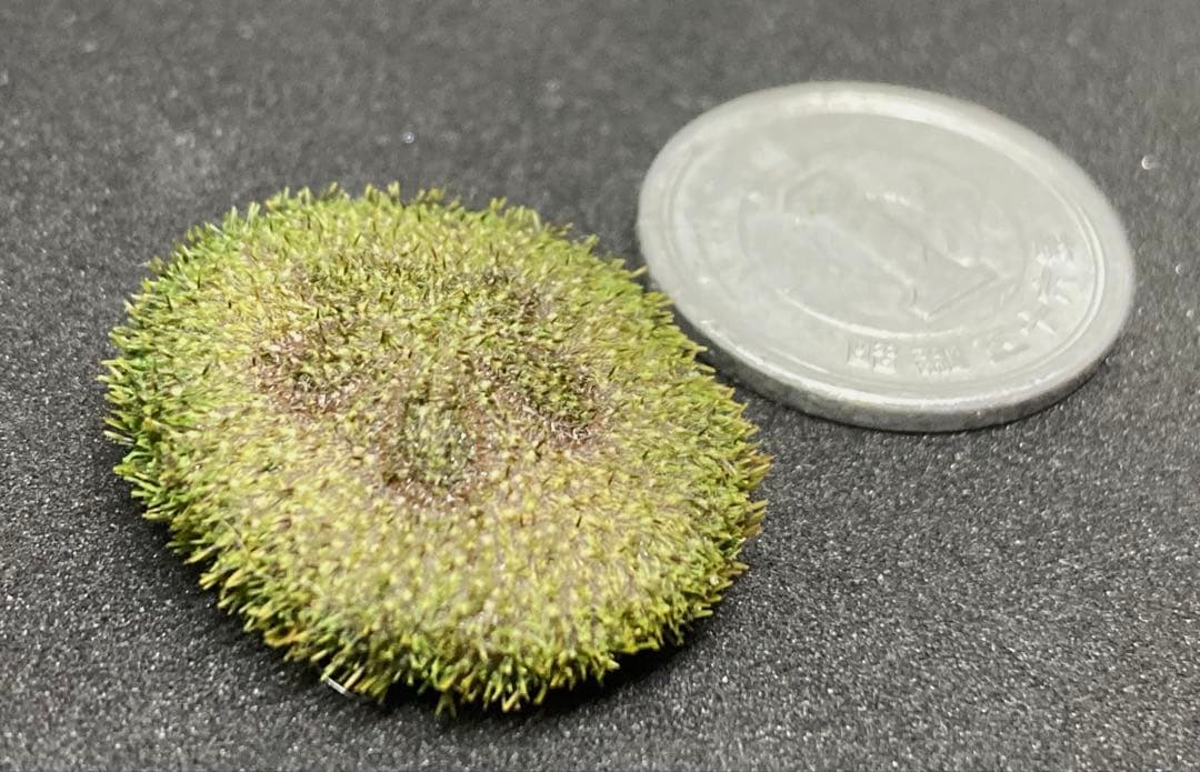 極小タコノマクラ　棘皮動物 ウニ カシパン たこのまくら　棘付き