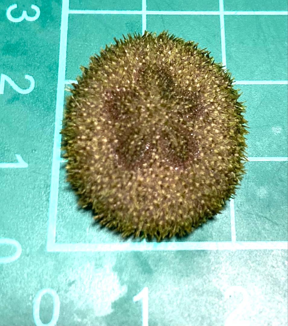 極小タコノマクラ　棘皮動物 ウニ カシパン たこのまくら　棘付き