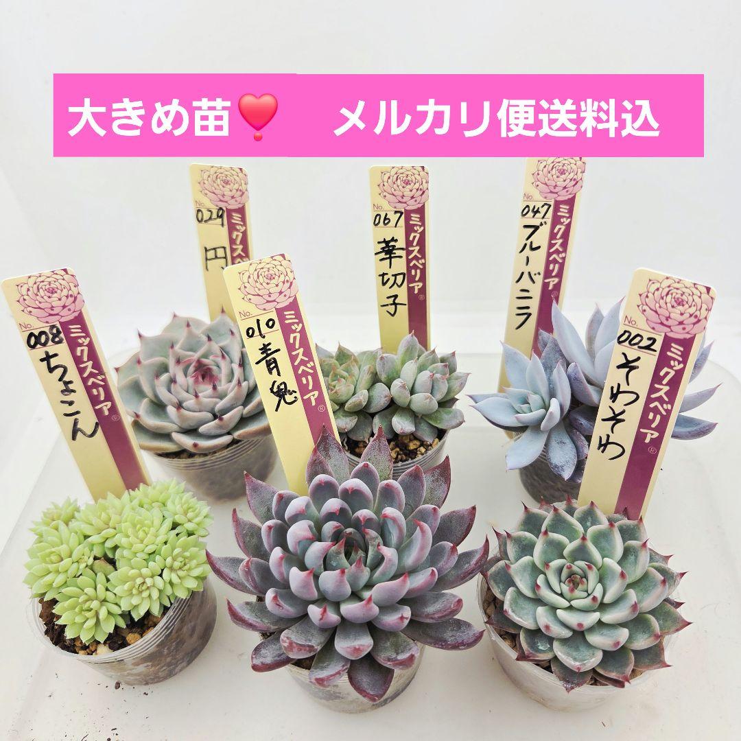 ㉖大きめ苗青鬼❣️ちょこん❣️そわそわ❣️おらいさん発根済 6苗メルカリ送料込