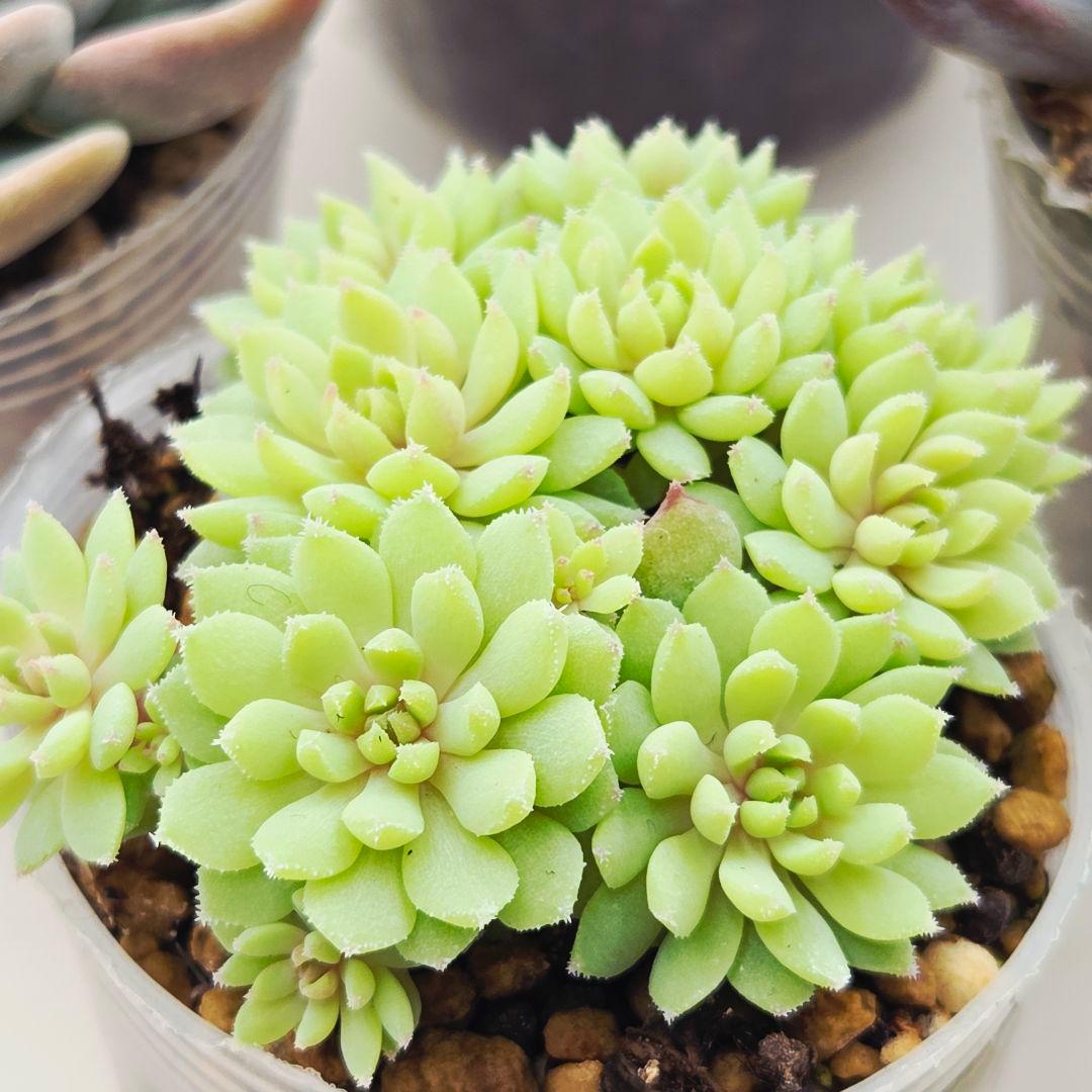 ㉖大きめ苗青鬼❣️ちょこん❣️そわそわ❣️おらいさん発根済 6苗メルカリ送料込