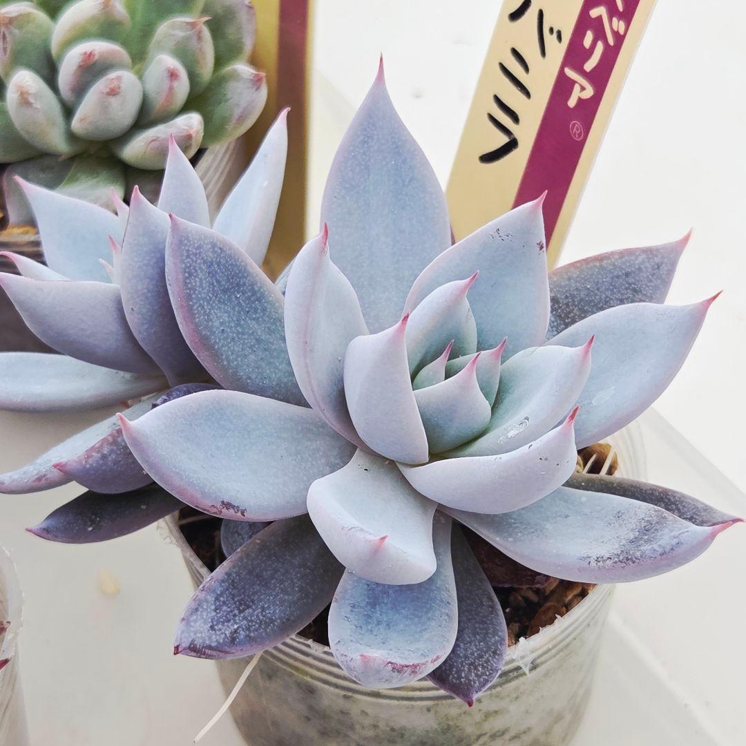 ㉖大きめ苗青鬼❣️ちょこん❣️そわそわ❣️おらいさん発根済 6苗メルカリ送料込