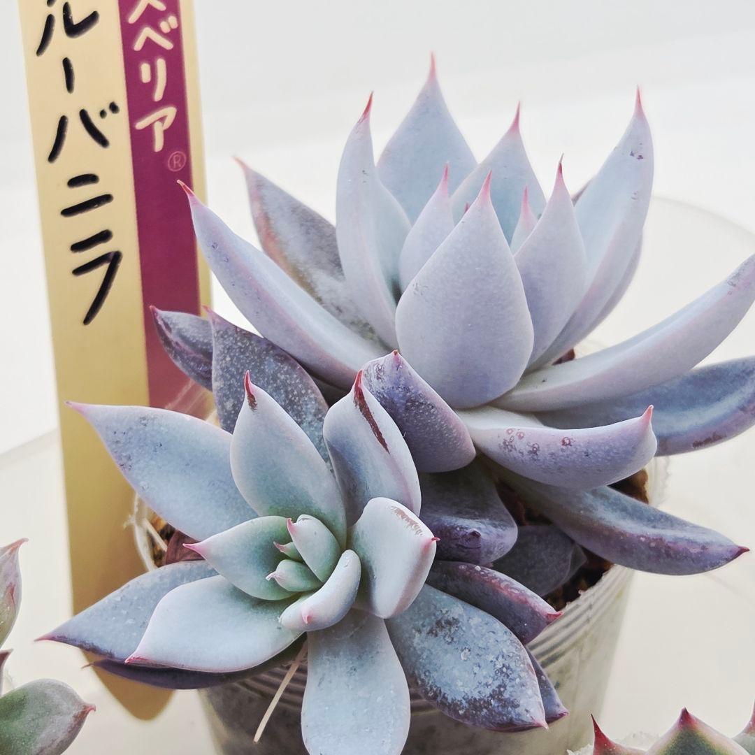 ㉖大きめ苗青鬼❣️ちょこん❣️そわそわ❣️おらいさん発根済 6苗メルカリ送料込