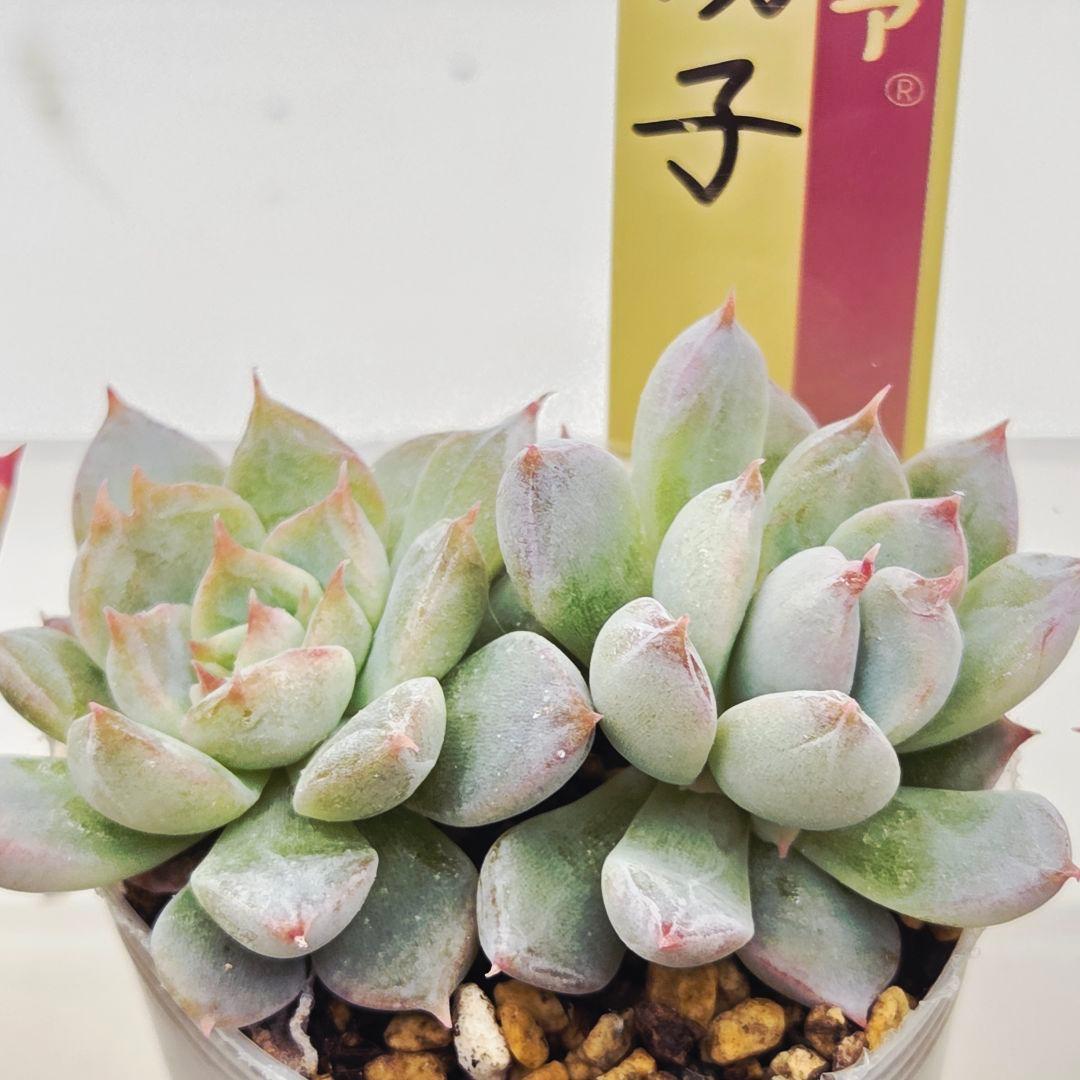 ㉖大きめ苗青鬼❣️ちょこん❣️そわそわ❣️おらいさん発根済 6苗メルカリ送料込