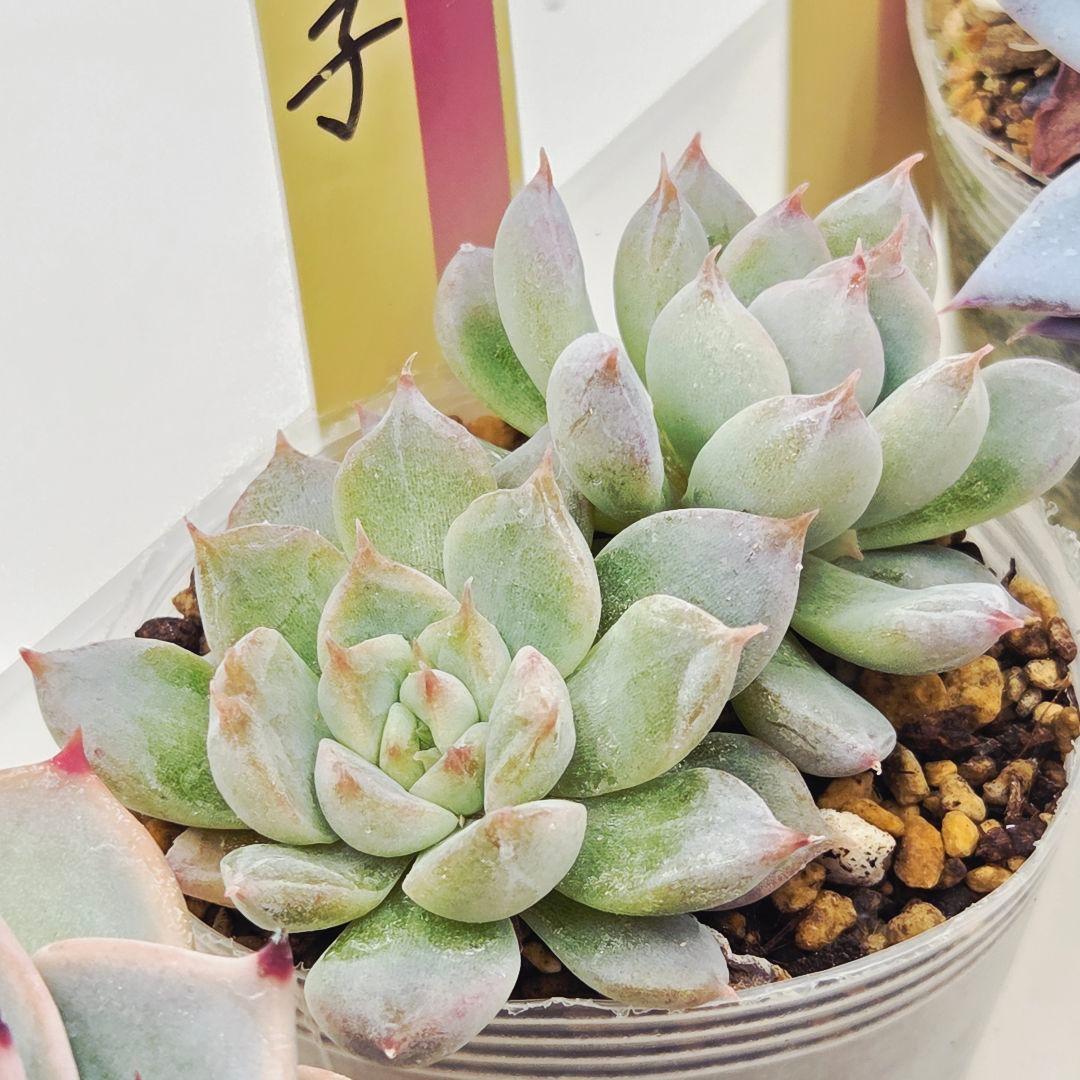 ㉖大きめ苗青鬼❣️ちょこん❣️そわそわ❣️おらいさん発根済 6苗メルカリ送料込