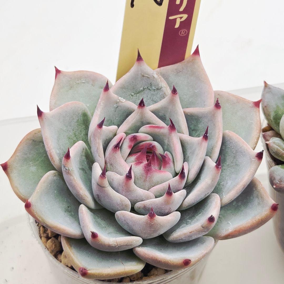 ㉖大きめ苗青鬼❣️ちょこん❣️そわそわ❣️おらいさん発根済 6苗メルカリ送料込