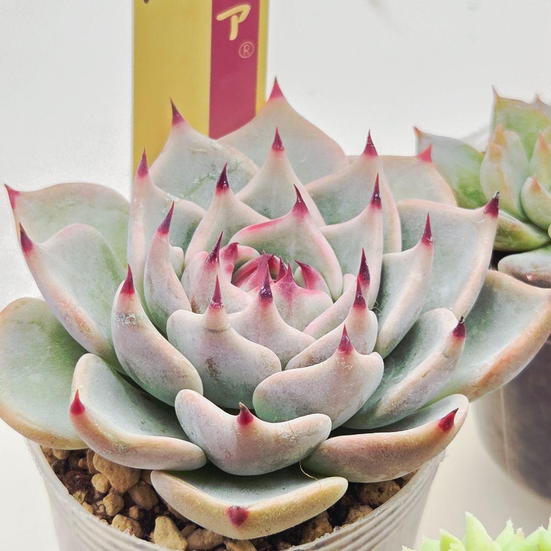 ㉖大きめ苗青鬼❣️ちょこん❣️そわそわ❣️おらいさん発根済 6苗メルカリ送料込