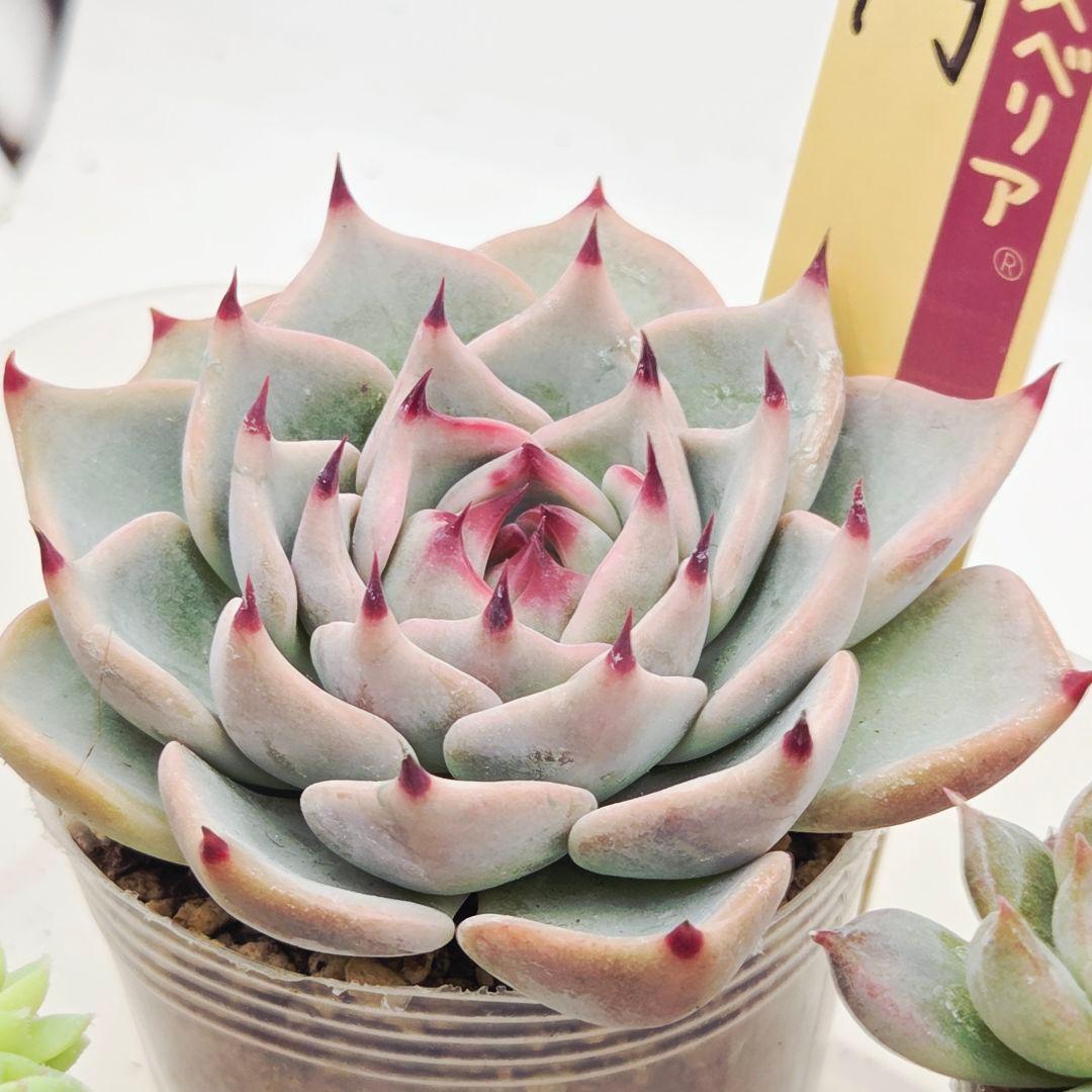 ㉖大きめ苗青鬼❣️ちょこん❣️そわそわ❣️おらいさん発根済 6苗メルカリ送料込