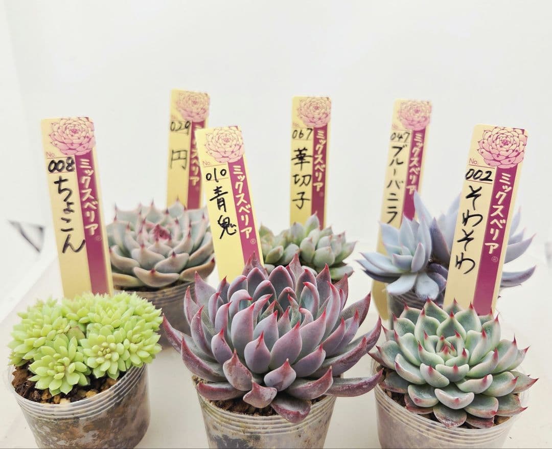 ㉖大きめ苗青鬼❣️ちょこん❣️そわそわ❣️おらいさん発根済 6苗メルカリ送料込