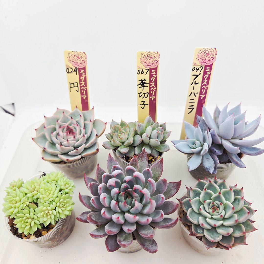 ㉖大きめ苗青鬼❣️ちょこん❣️そわそわ❣️おらいさん発根済 6苗メルカリ送料込