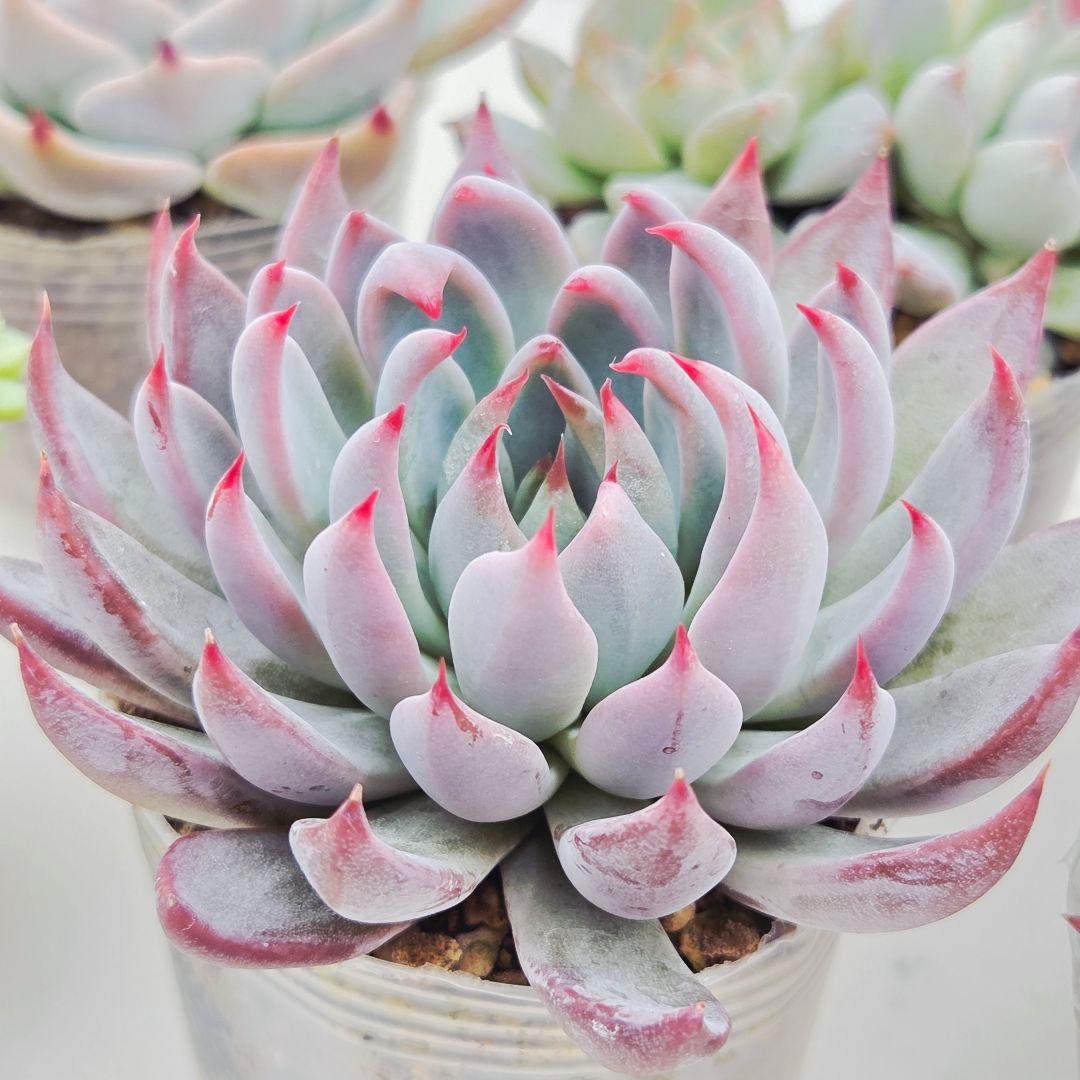 ㉖大きめ苗青鬼❣️ちょこん❣️そわそわ❣️おらいさん発根済 6苗メルカリ送料込