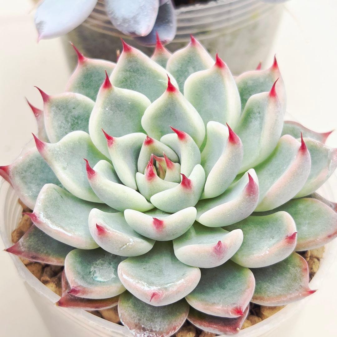 ㉖大きめ苗青鬼❣️ちょこん❣️そわそわ❣️おらいさん発根済 6苗メルカリ送料込