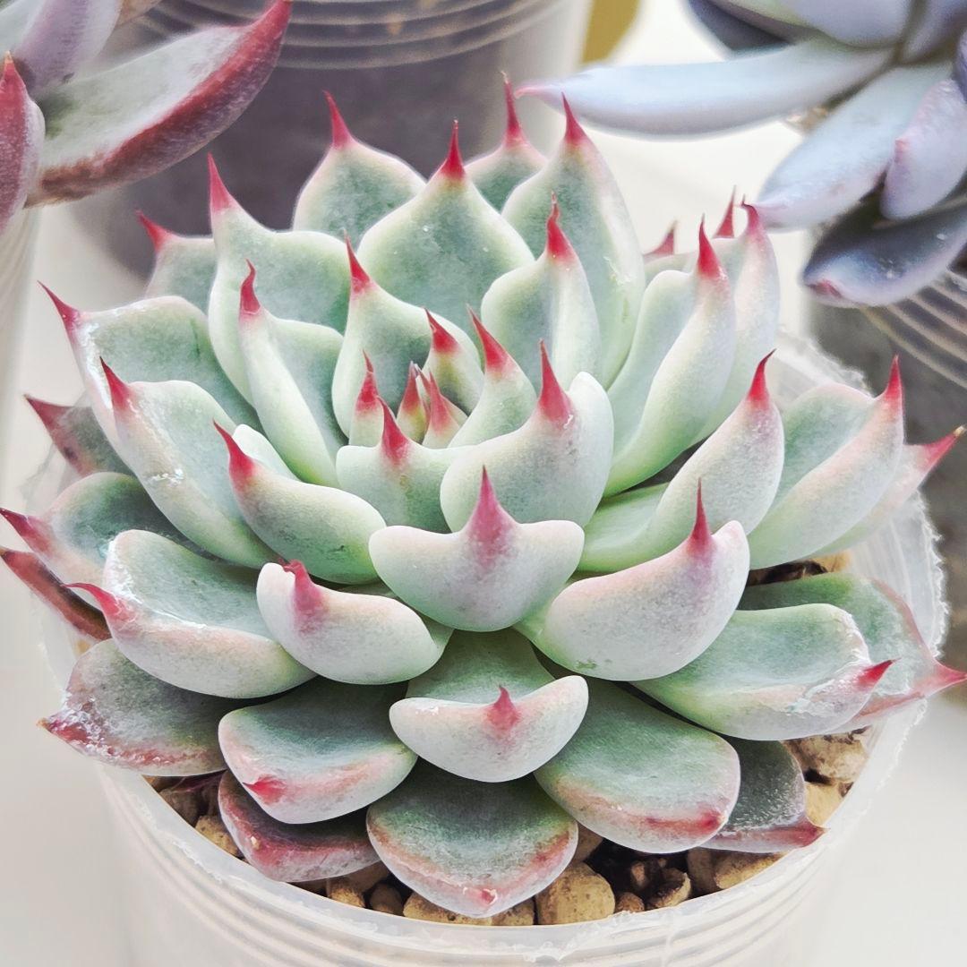 ㉖大きめ苗青鬼❣️ちょこん❣️そわそわ❣️おらいさん発根済 6苗メルカリ送料込