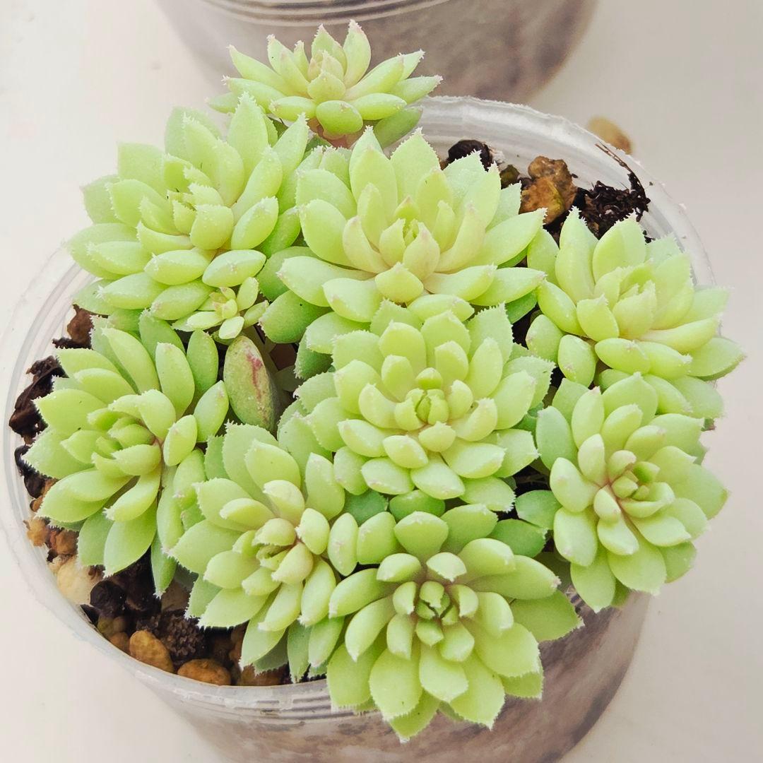 ㉖大きめ苗青鬼❣️ちょこん❣️そわそわ❣️おらいさん発根済 6苗メルカリ送料込