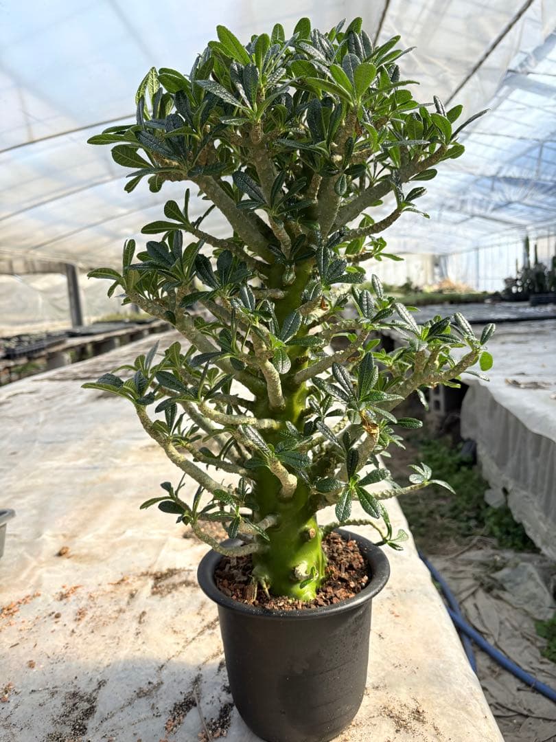 ドルステニア ギガス　大株