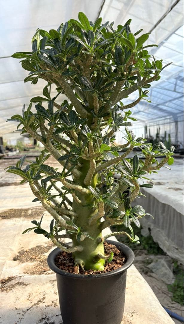 ドルステニア ギガス　大株