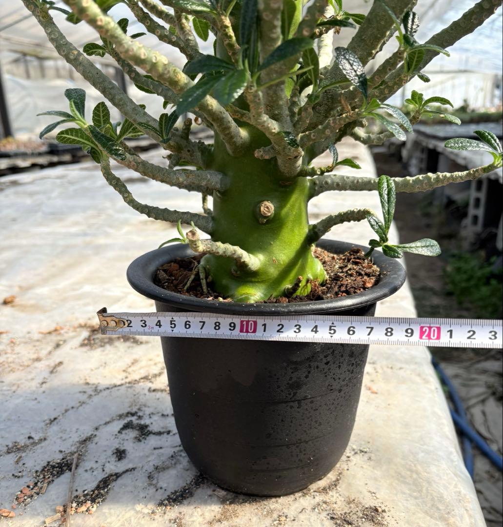 ドルステニア ギガス　大株