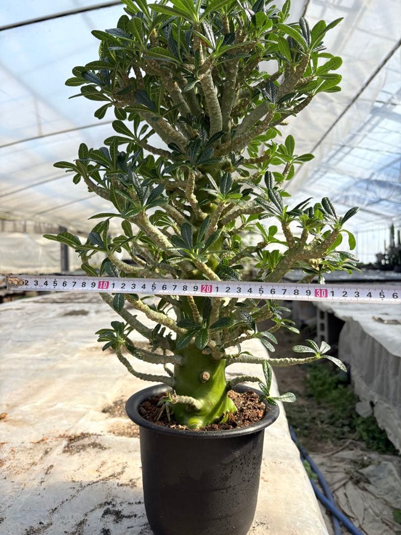 ドルステニア ギガス　大株