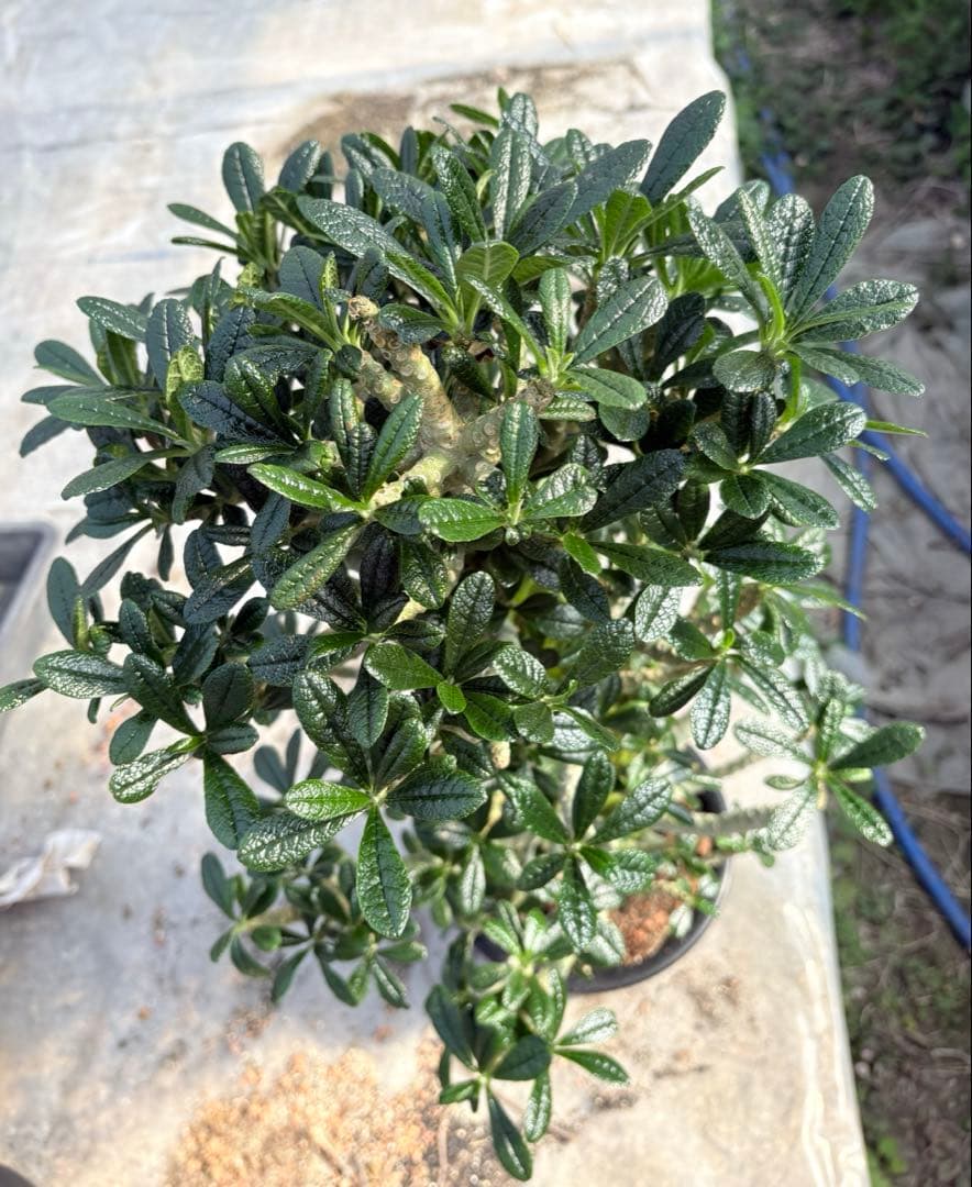 ドルステニア ギガス　大株