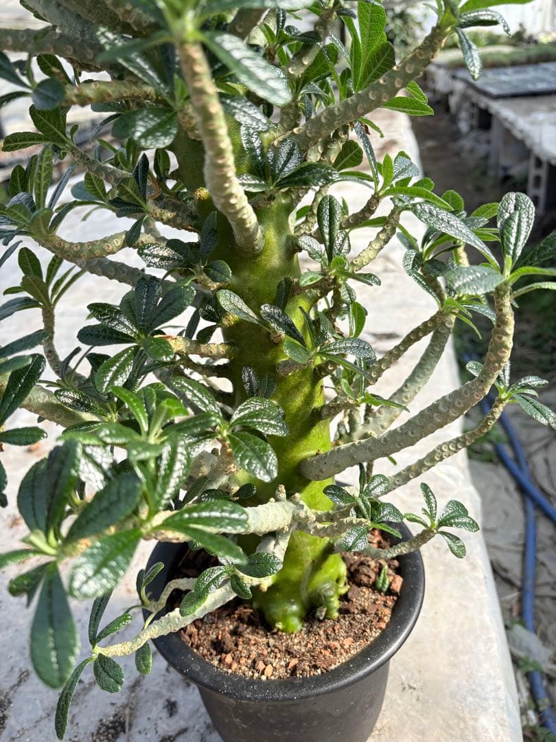 ドルステニア ギガス　大株