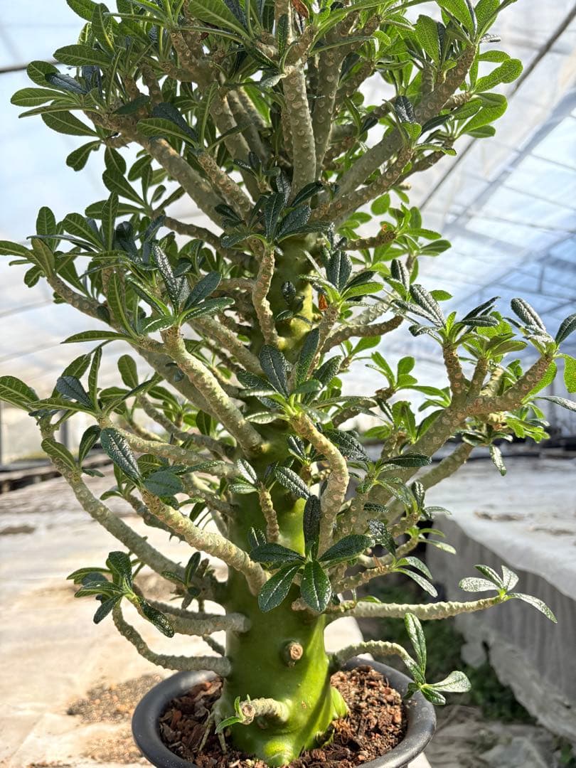 ドルステニア ギガス　大株