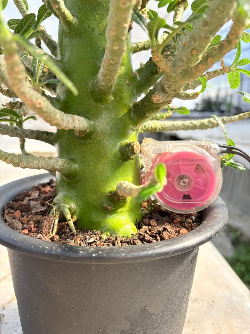 ドルステニア ギガス　大株