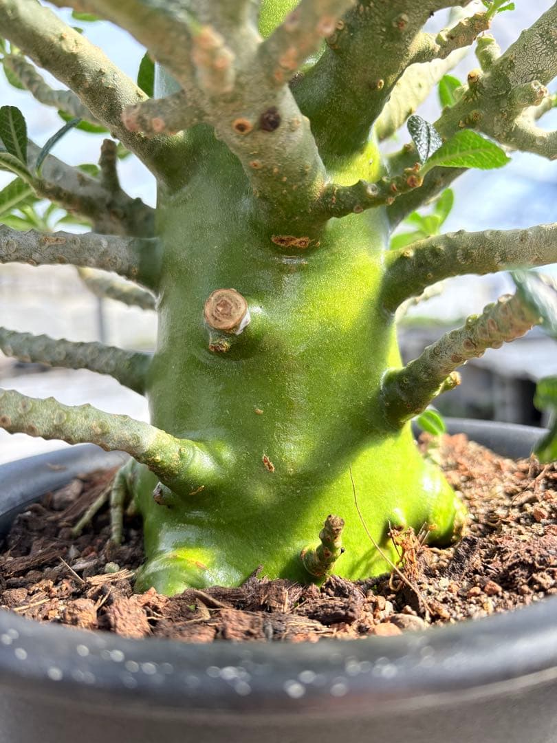 ドルステニア ギガス　大株