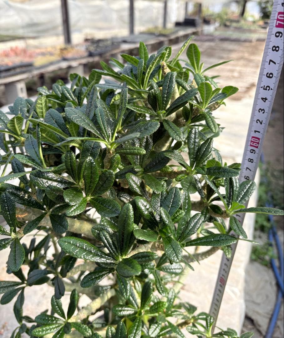 ドルステニア ギガス　大株