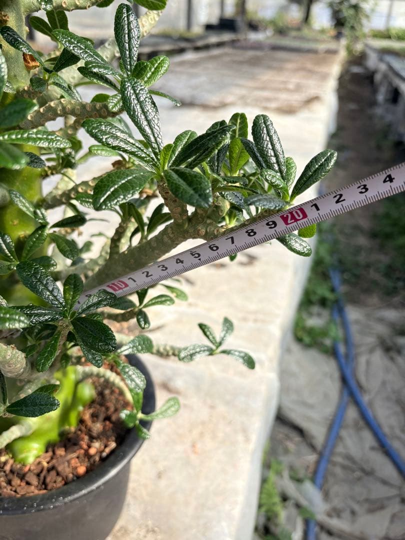 ドルステニア ギガス　大株