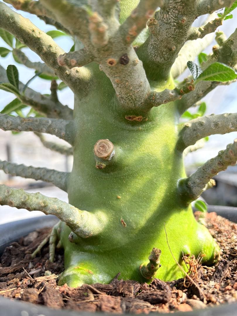 ドルステニア ギガス　大株