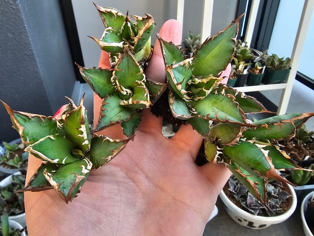 ゴリ猫、地獄猫5苗セット 根付き苗 台湾産正規品 アガベ ブツブツ 裏トゲ多め