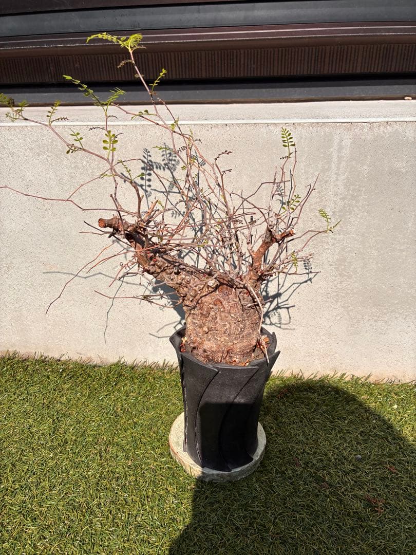 管理5年・毎年芽吹き　オペルクリカリア パキプス 発根済／Knog鉢込み／安定株