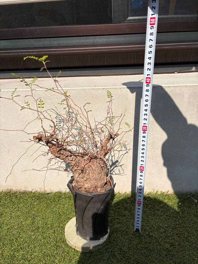 管理5年・毎年芽吹き　オペルクリカリア パキプス 発根済／Knog鉢込み／安定株