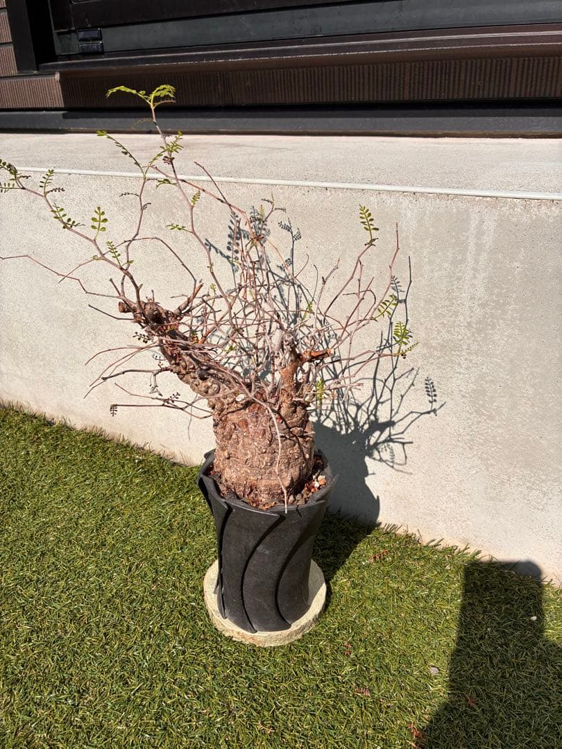 管理5年・毎年芽吹き　オペルクリカリア パキプス 発根済／Knog鉢込み／安定株