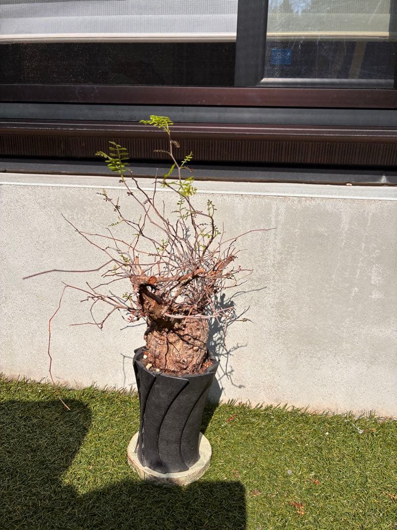 管理5年・毎年芽吹き　オペルクリカリア パキプス 発根済／Knog鉢込み／安定株