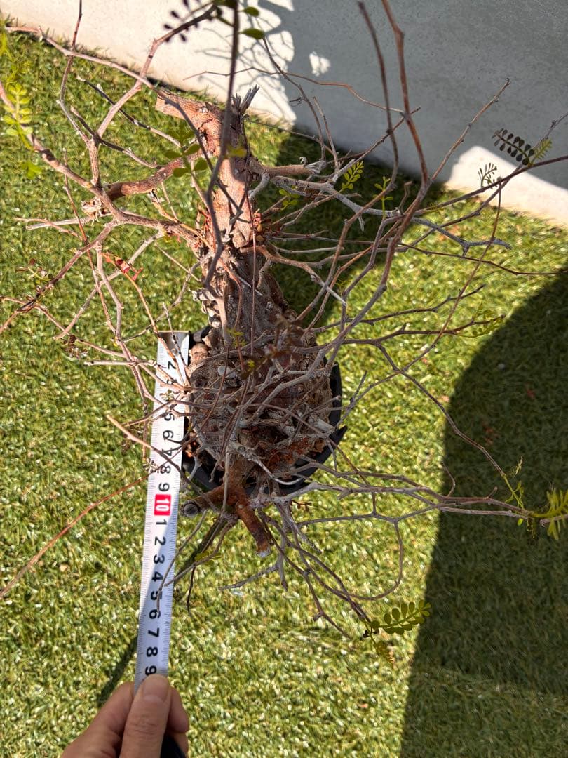 管理5年・毎年芽吹き　オペルクリカリア パキプス 発根済／Knog鉢込み／安定株