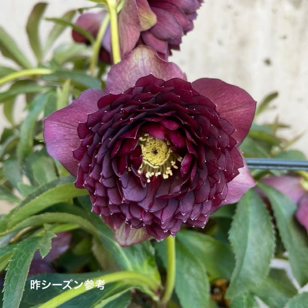 クリスマスローズ(未開花・4号)超多弁レッドベイン